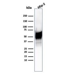 HSP60 Antibody (HSPD1/6496R) - Azide and BSA Free, Novus Biologicals 100 &mu;g | Buy Online | Novus Biologicals | Fisher Scientific